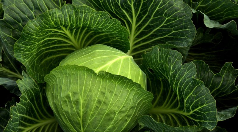 fresh Veggie