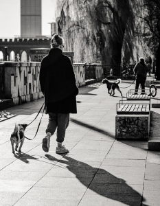 dogs